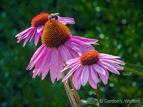Bee On Cone Flower_DSCF06874.jpg - Photographed at Smiths Falls, Ontario, Canada.